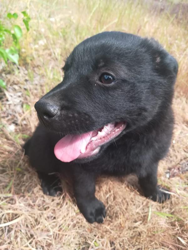 Black, Dolce Cucciolo Di 3 Mesi